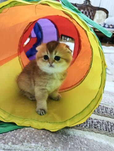 pişik almaq: Qızıl şinşilla, Dişi — 4