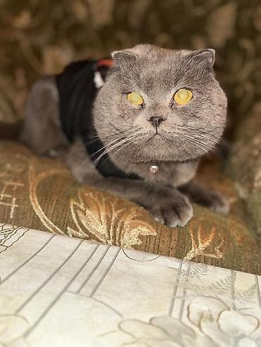 diri quzu satisi: Şotland, Erkək, Cütləşmə üçün — 2