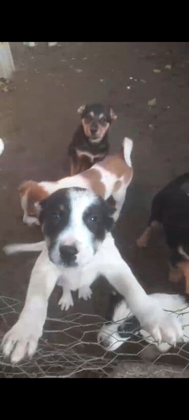 golden retriever qiyməti: Alabay, 3 ay, Erkek, Peyvəndli, Ödənişli çatdırılma — 1