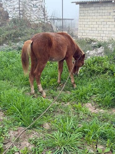 göyərçin satışı: Erkək, il: <1 — 1