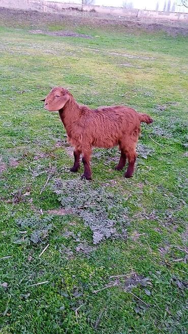 Camış: Salam heleb cebişleridir — 5