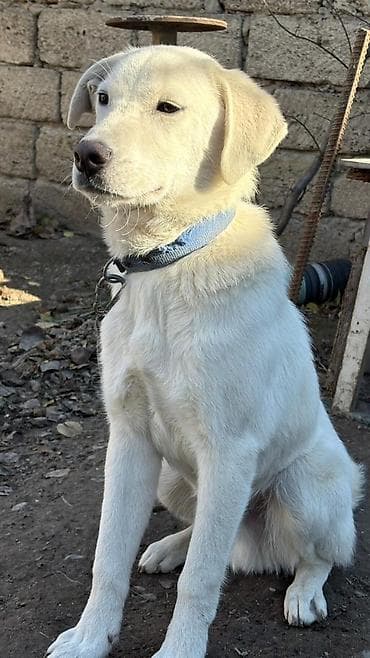 Labrador-retriver, 1 il, Erkek, Ünvandan götürmə