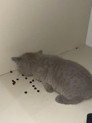 pisik latoku: Britan — 3