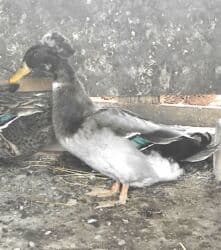 lal ordəklərin satışı: Salam 1 yaşıl baş kəkilli, 2 sona 1 ri kəkilli satilir qiyməti 60 AZN — 8