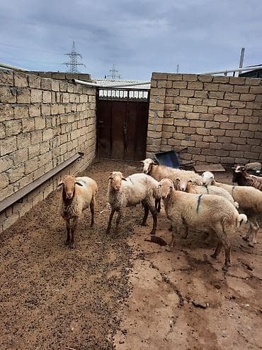 coban iti adları: Quzu və qoyunlar – yerli ətlik sürü - Növ: yerli ətlik qoyunlar — 5