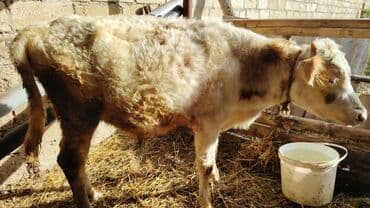 Коровы, быки: Теленок, Самец, Simental, месяцев: 6, Для мяса — 3