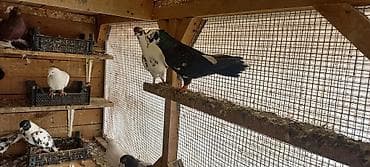 Erkey maya tutulmadi qirmizi maya kuleyde tutulub cil baş erkey şar