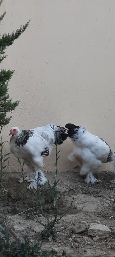 брама жужалари: Toyuq, Brama, Damazlıq — 2