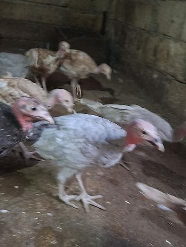 yaponka cuce: Hinduşka cücələri, Damazlıq — 3