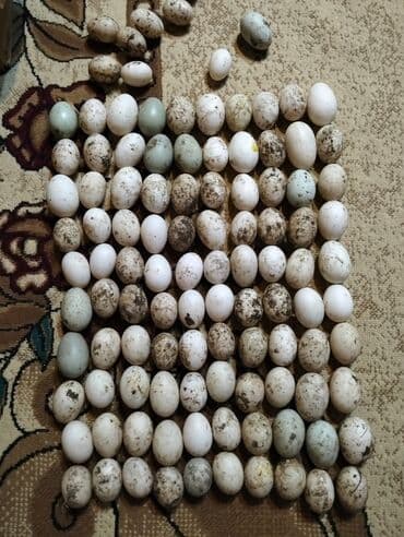 Süd məhsulları və yumurtalar: Şəkildəki heyvanların yumurtaları satılır yaşılbaş kayuqa Pekin — 1