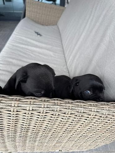 avcarka itləri: Kane-Korso, 1 ay, Erkek, Peyvəndli, Ünvandan götürmə — 5