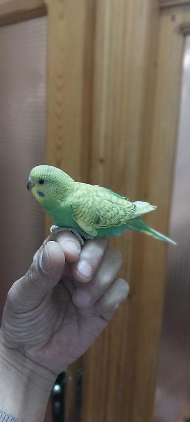 haski balası: Tutuqusu ( papuqay ) . 45 gunluk balalar. Saglam vitaminlerler — 4