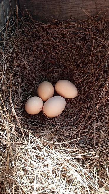 Təbii kənd yumurtası 25 qəpik - Kənd həyətində sərbəst gəzən