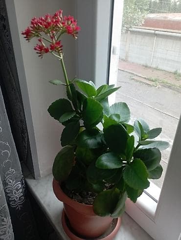 Kalanxoe (Kalanchoe blossfeldiana) otaq bitkisi - Parlaq qırmızı lalafo.az -da Kalanxoe (Kalanchoe blossfeldiana) otaq bitkisi - Parlaq qırmızı