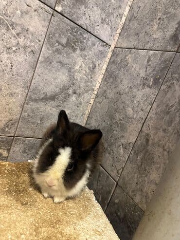 Akvariumlar: Satılır: İki sevimli karlik dovşan balası 🐇.Dişi dovşanımız ağ rəngdə — 3