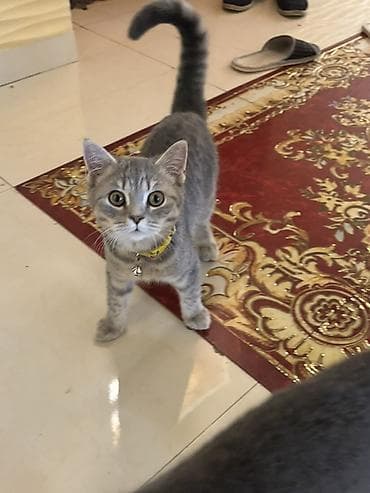 şotlan pişik: Şotland yastı qulaq — 3