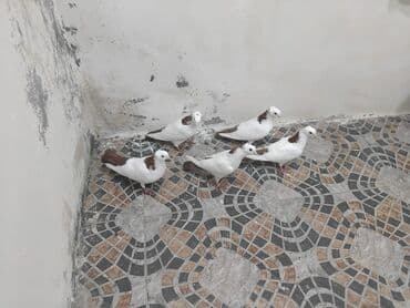 amerika devequsu haqqinda melumat: Ağ-qəhvəyi rəngli bəzək göyərçinləri dəsti Dəstə boynu güllulər hamısı — 2