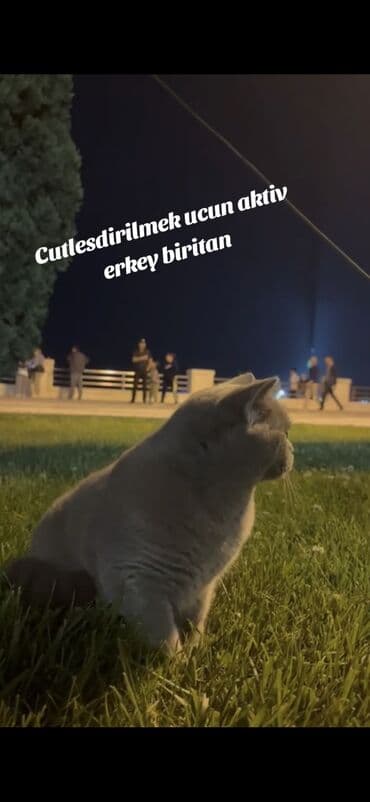 1 azn pişik: Şotland, Erkək, Cütləşmə üçün, Ödənişli çatdırılma — 10