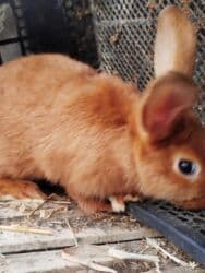 Inəklər, öküzlər: Temiz karlik diwidir erkeyi oladigna gore satiram — 2