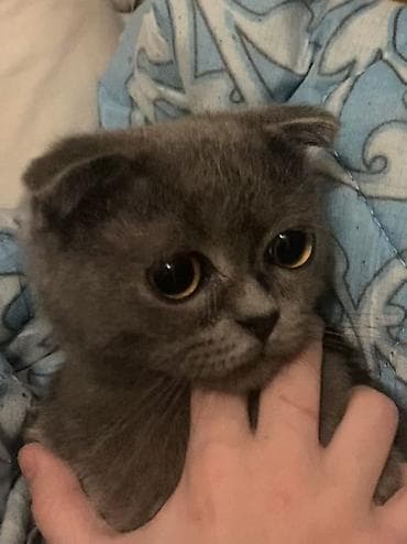 pişik pulsuz: Şotland yastı qulaq, Erkək, Yaxşı əllərə, Ünvandan götürmə — 2