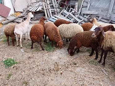 tap az sudluk inəklər: Balali qoyunlar ve tek quzulardir kom ve təkde satılır ciddi insanlar — 2