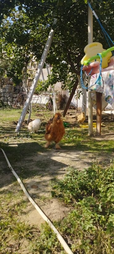 gence toyuq cuce: Toyuq, Damazlıq — 4