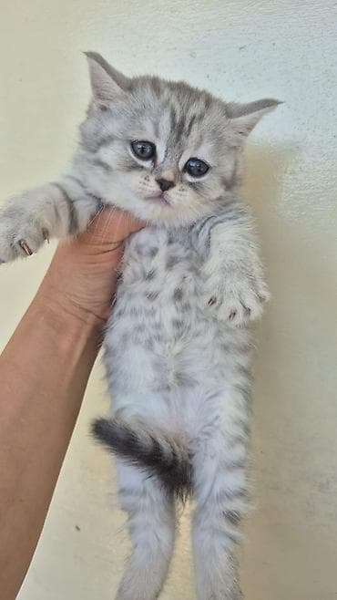 pişik cutleşdirmek: Erkək, Dişi — 3