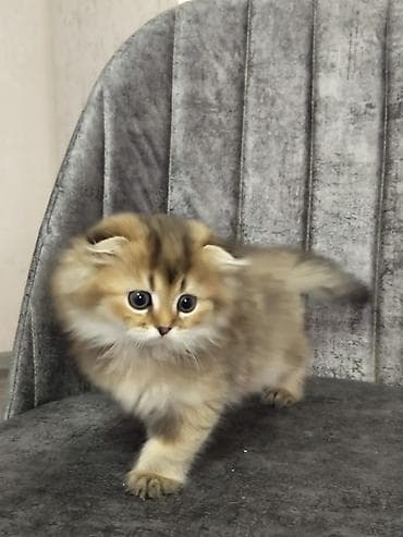 Собаки: Шотландская, Самка, В добрые руки, Самовывоз, Бесплатная доставка, Платная доставка — 1