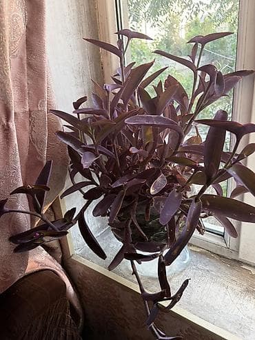 guldəfnə bitkisi: Tradescantia pallida (Purpurea) – bənövşəyi asma ev bitkisi - — 1
