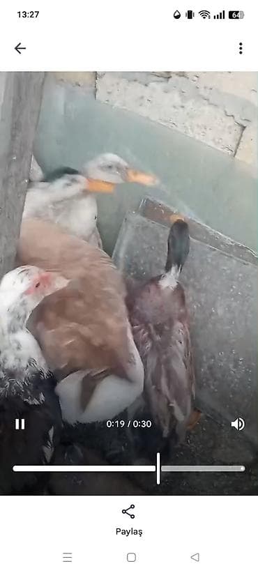 kurt ordek: Qaz,ördek,xoruz satılır.ordekler Lal ve seslidir. tek tek de satılır — 2