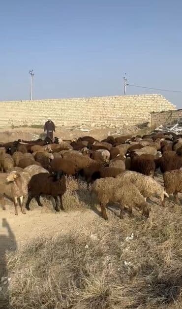 cins ineklerin qiymeti: 🌟 SUPER TOPUŞ QUZULAR SATILIR! 🐑400 eded 📍 Rusiyanın Stavropol — 2