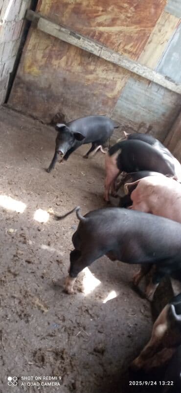 donuz balası: Məhsul: Donuz balaları (qara-ağ ləkəli ki və qara rəngli) - Saxlanma — 3