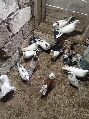 sultan quşu: Tutulma heyvanlardi isteyen maraqlana biler — 2