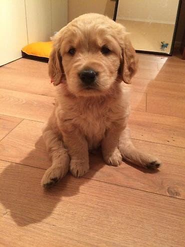 xas: Retriever — 3