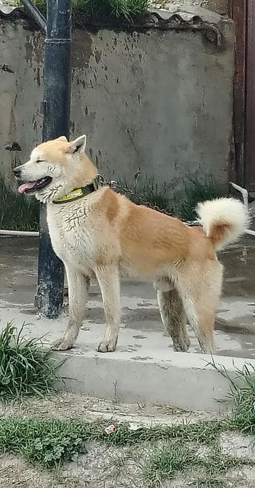 akit: Akita-inu, Erkek — 1