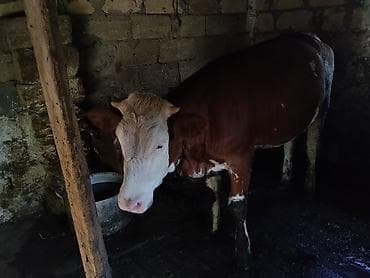 limuzin inek: Satılır: Simmental düyə 1yas 3ayliqdi — 4