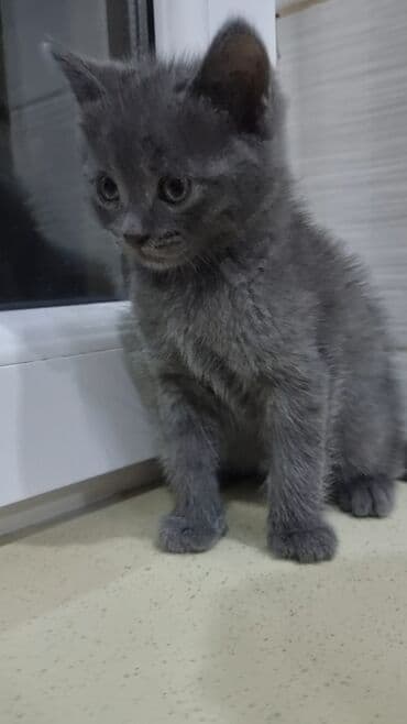 pişik şekileri: Şotland, Erkək, Ünvandan götürmə, Ödənişli çatdırılma — 5