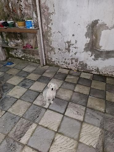 afcarka balalari satilir: Retriever, 3 ay, Erkek, Peyvəndli, Ödənişli çatdırılma — 2