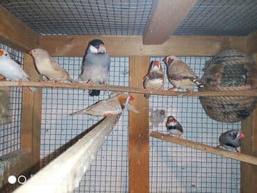 ördək ətinin qiyməti: Amadinlər Satış zebravıy sadə amadinlər benqal amadini risovka risoviy — 5