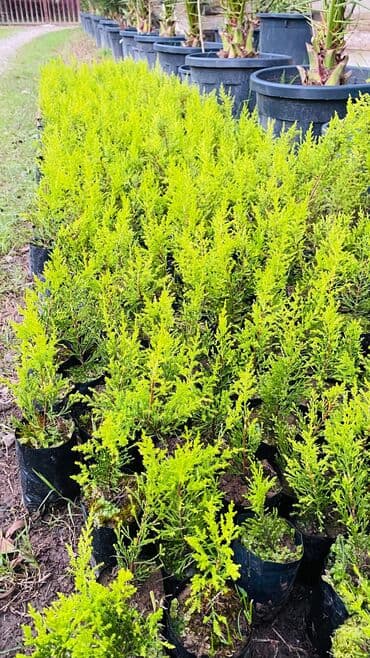 ucuz ikinci el: Limonni yolka şitili sifariş üçün əlaqə saxlaya bilərsiz whatsapp — 2