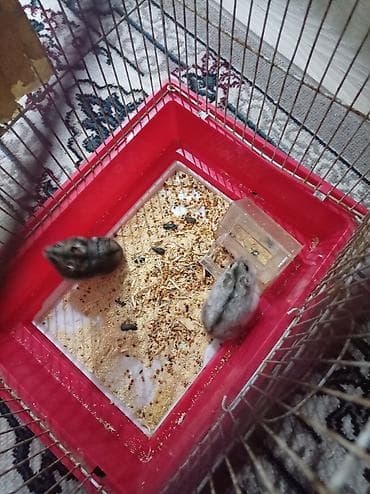 lal ördək satılır: Salam. hamster dişi və erkəy qəfəs ilə birlikdə satılır sağlamdılar — 4