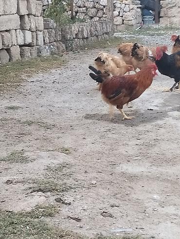 Məhsul: Qırmızı rəngli kənd xoruzu çox aktiv xoruzdu əsl damazlıqdı 6 — 4