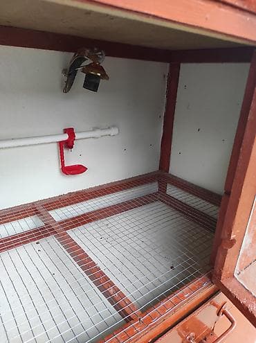 ınqbator: Evdə və ya təsərrüfat üçün ideal həll! Keyfiyyətli materialdan — 5