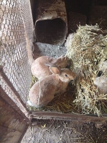 dana qiyməti xacmaz: SALAM 14 DƏNƏDİ OPTOM ALANA ENDİRİM Erkeklerni kesen 3kq Biri 14 den — 4