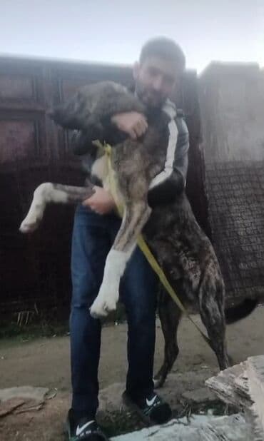 golden retriever qiyməti: Qurdbasar — 3