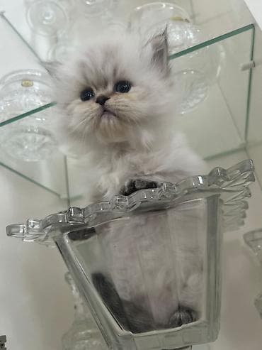 top az itler: Erkək, Yaxşı əllərə, Ünvandan götürmə, Pulsuz çatdırılma, Ödənişli çatdırılma — 3