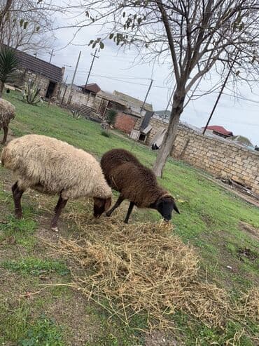 Boğaz Qoyunlar satılır