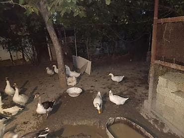ördək qaz: Salam,yerli qaz və pekin ördək təsərrüfatı satılır.Ördəklər — 2