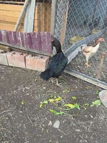 Коровы, быки: Курица, Для разведения — 2