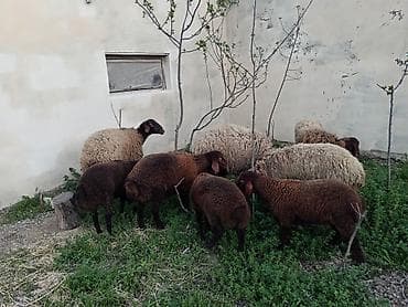 cins qoyunlar: Dişi, Qala, il: 1, 50 kq, Damazlıq, Ünvandan götürmə — 1